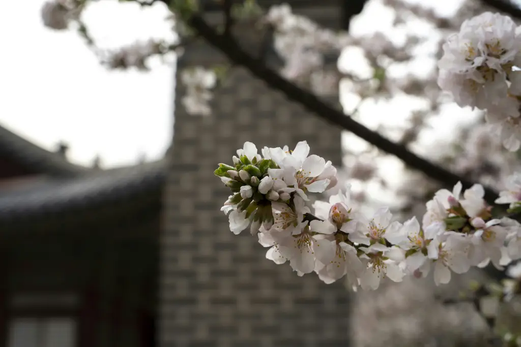 首爾林，都市中的綠肺：台北大安森林公園的韓式姊妹園